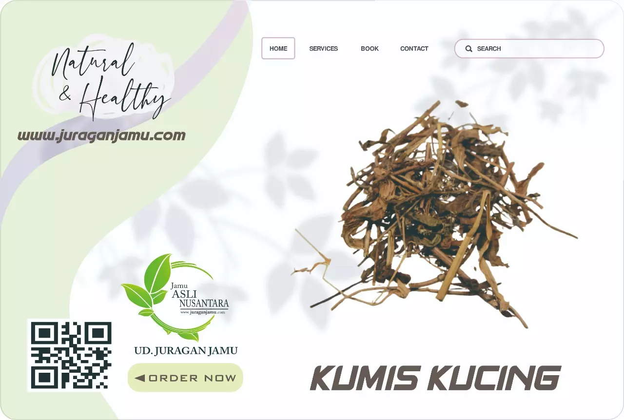 Jual Kumis Kucing Kering Harga grosir Ud Juragan Jamu Jogja