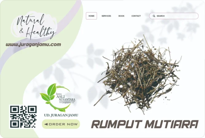 Jual Rumput Mutiara Harga Grosir Ud Juragan Jamu Jogja