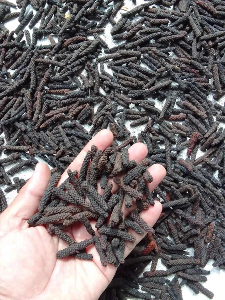 cabe jawa kering