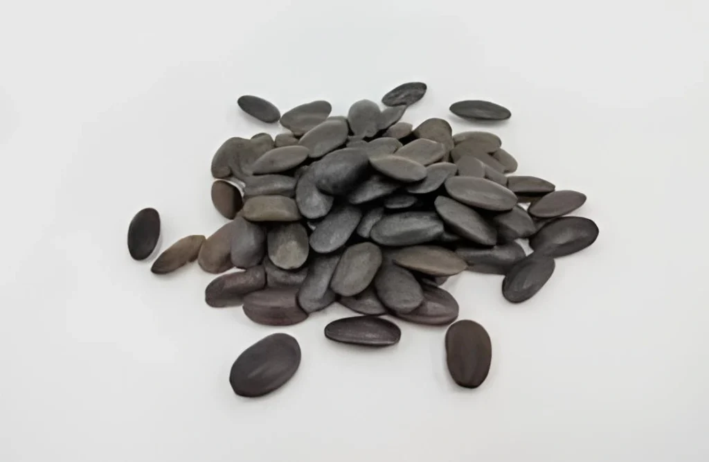 jual biji kedawung