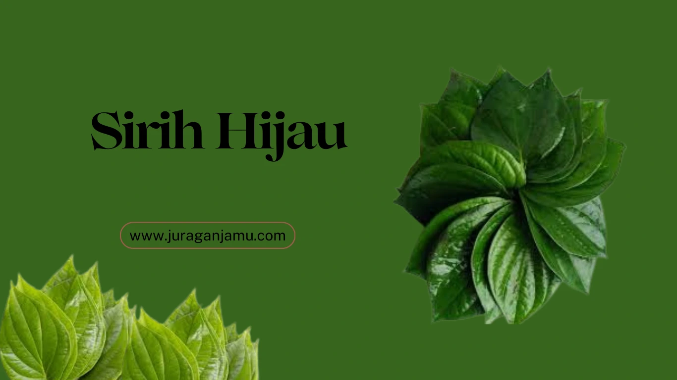 jual daun sirih hijau