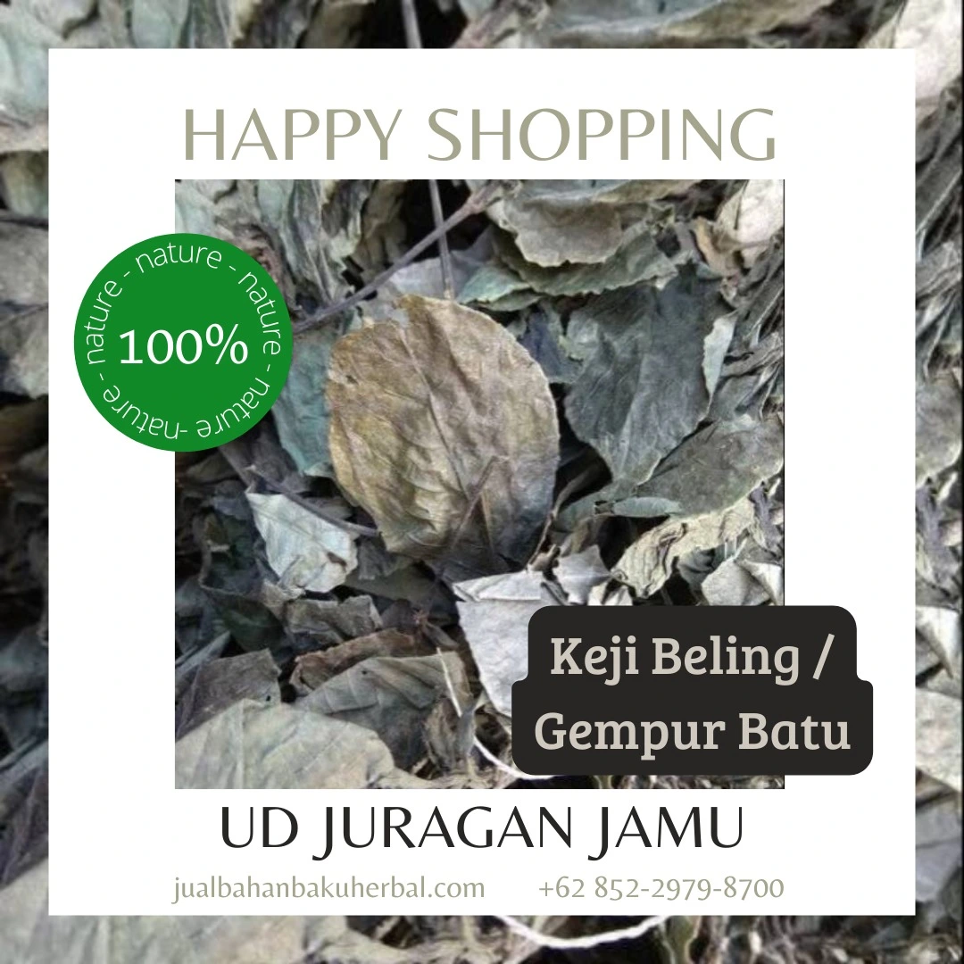 Jual Kejibeling Harga Grosir Ud Juragan Jamu Jogja
