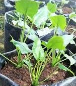 jual keladi tikus eceran grosir