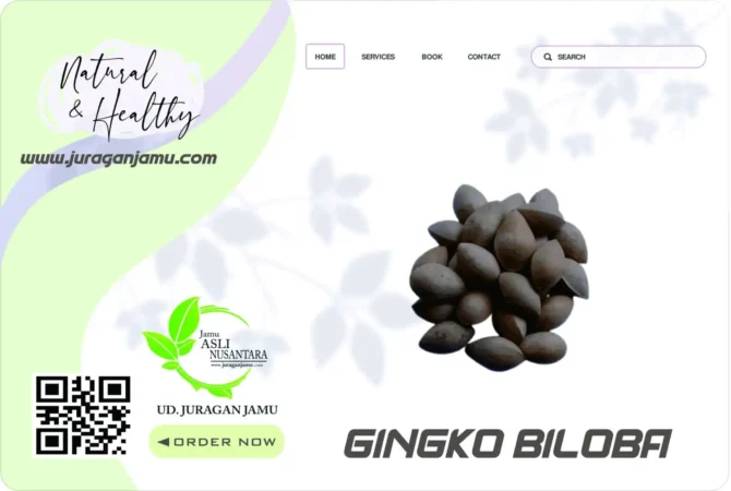 Jual Biji Ginkgo Biloba Harga Grosir Ud Juragan Jamu Jogja