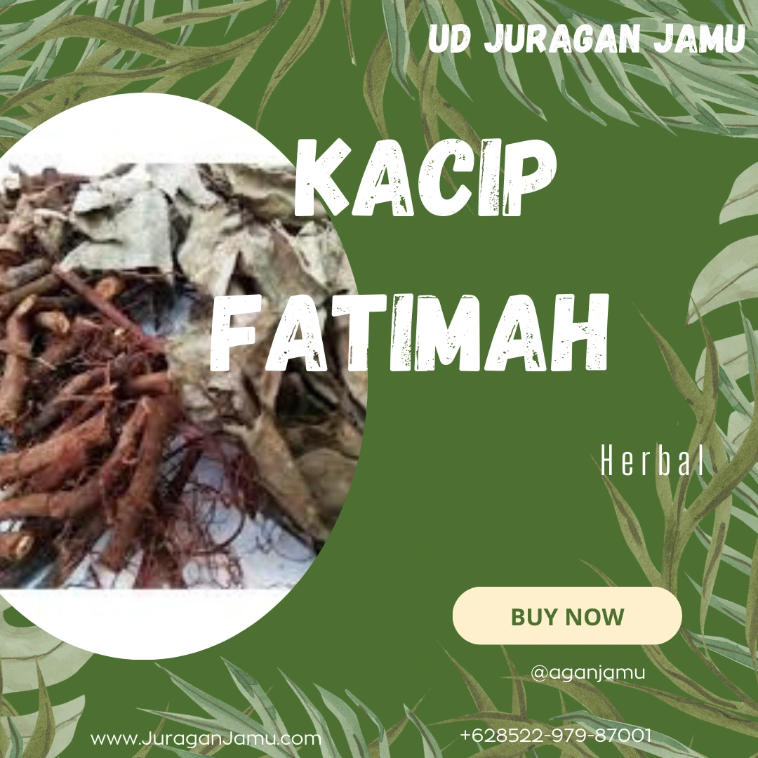 jual kacip fatimah berkualitas