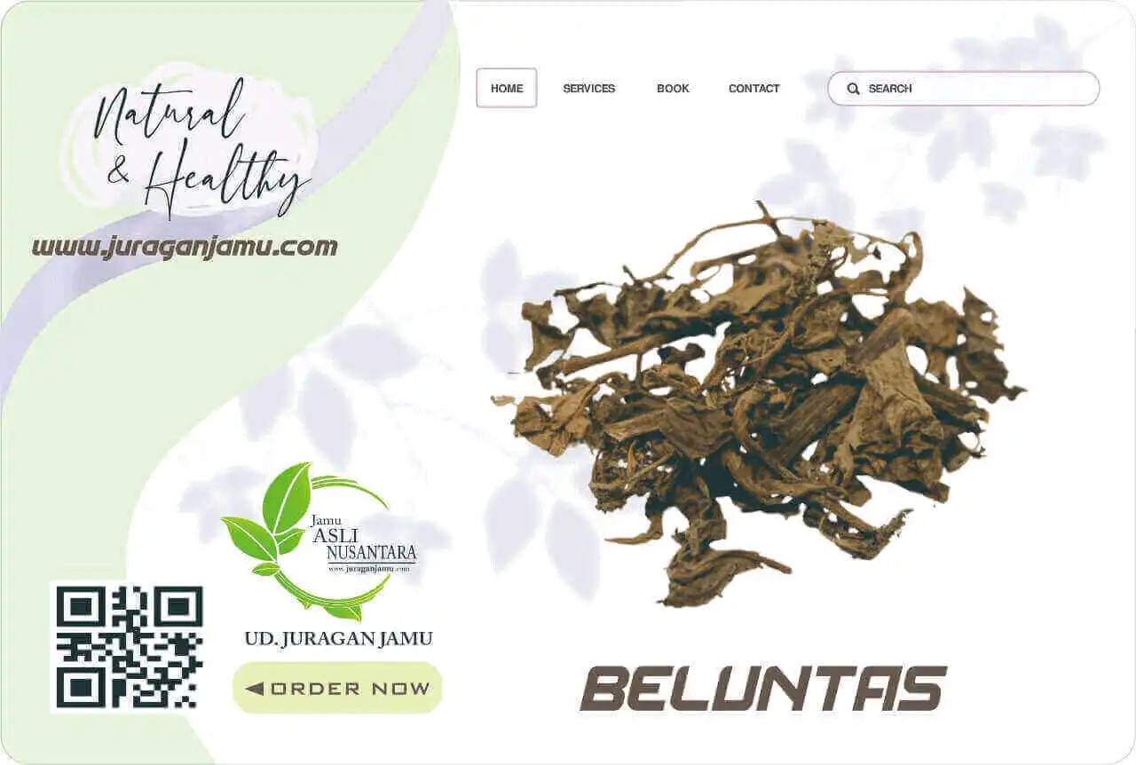 Jual Beluntas Harga Grosir DI UD Juragan Jamu Jogja