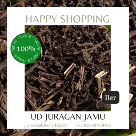 Jual Daun Iler Harga Grosir Ud Juragan Jamu Jogja