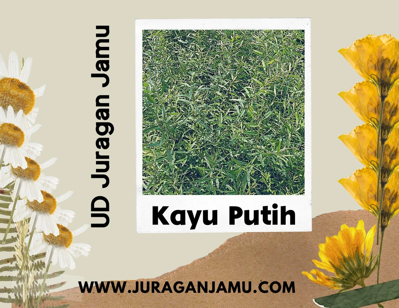 Jual Daun Kayu Putih Harga Grosir Ud Juragan Jamu Jogja