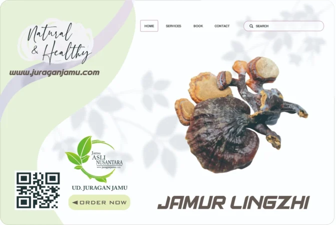 Jual Jamur lingzhi Harga Grosir Ud Juragan Jamu Jogja