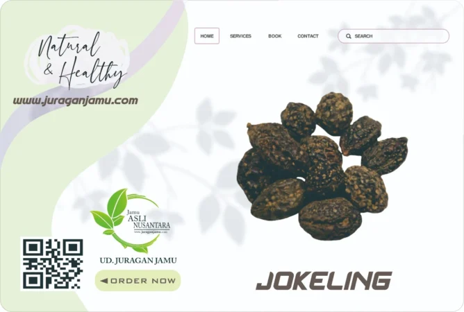 Jual Jokeling Harga Grosir Ud Juragan Jamu Jogja