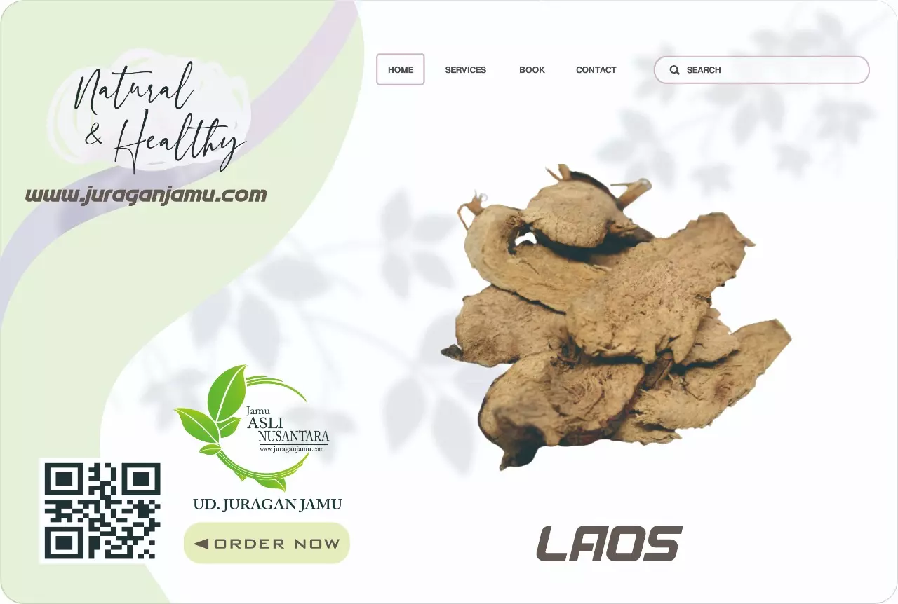 Jual Laos Lengkuas Eceran Grosir di UD Juragan Jamu Jogja
