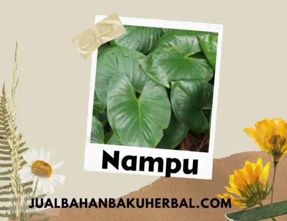 Jual Nampu Eceran dan Grosir Ud Juragan Jamu Jogja