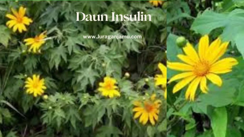 grosir daun insulin