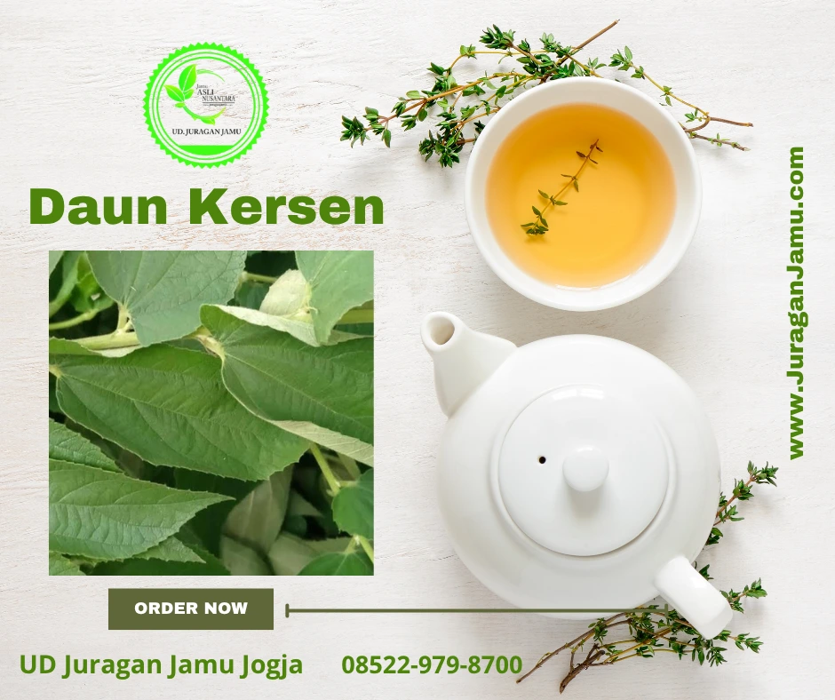jual daun kersen