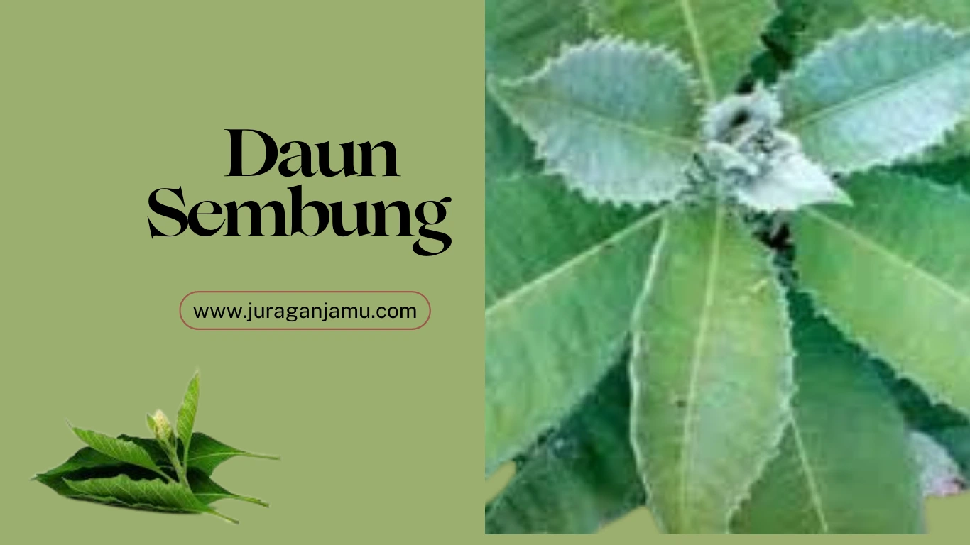 jual daun sembung harga grosir