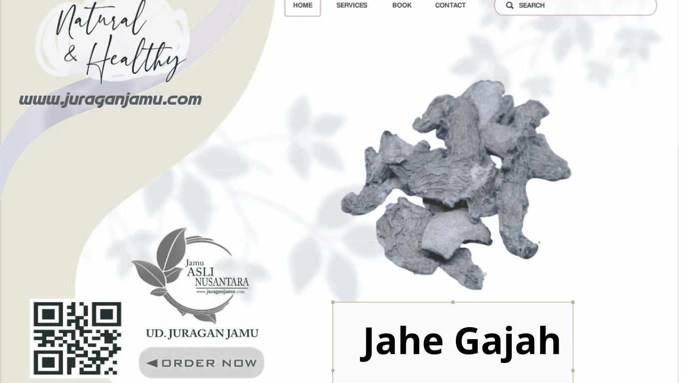 jual jahe gajah harga grosir
