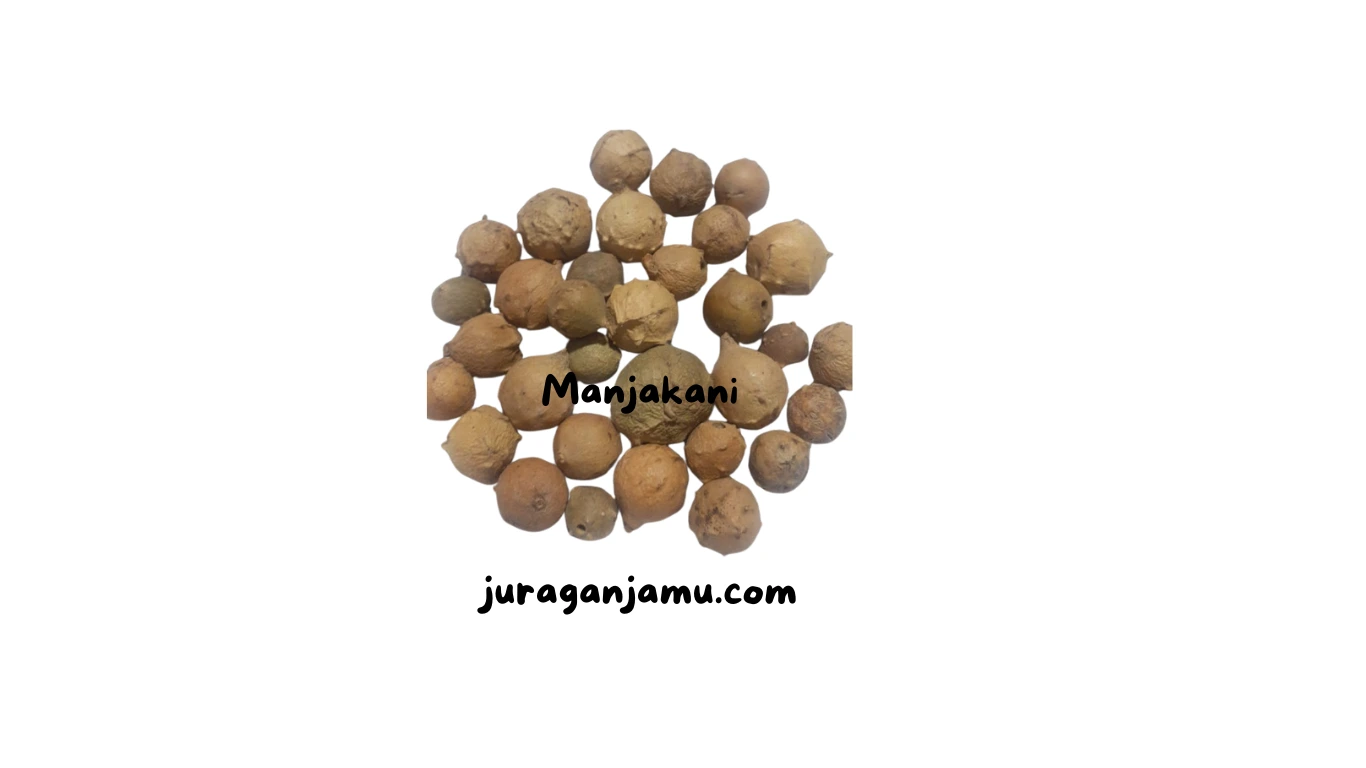 jual manjakani eceran grosir