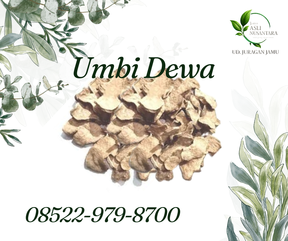 jual umbi dewa harga grosir