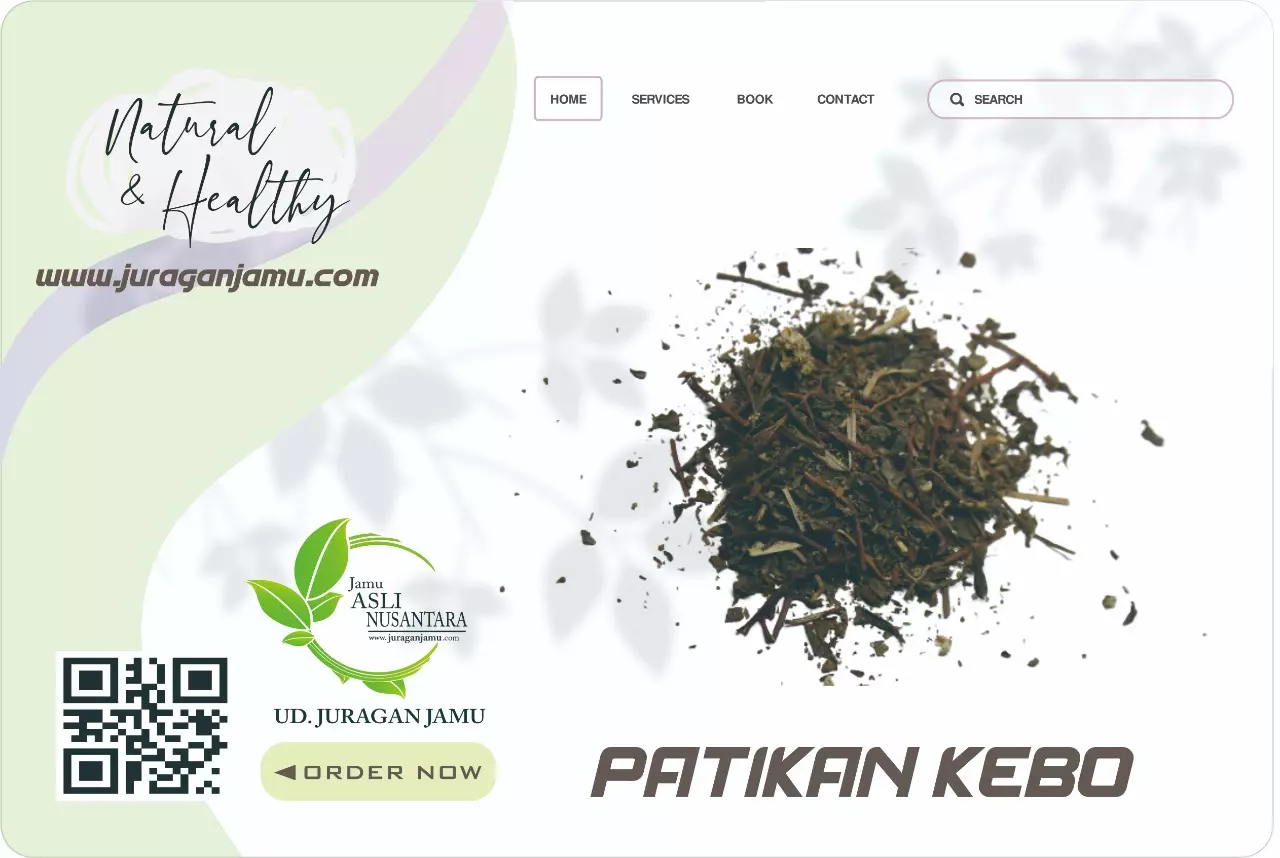 Jual Patikan Kebo Kering Serbuk dan Ekstrak Ud Juragan Jamu Jogja