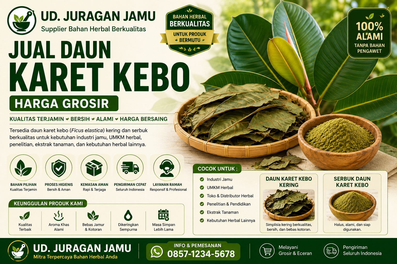 jual daun karet kebo