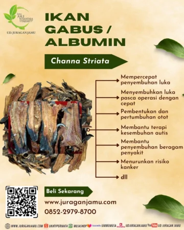 Jual ikan gabus Harga Grosir Ud Juragan Jamu Jogja