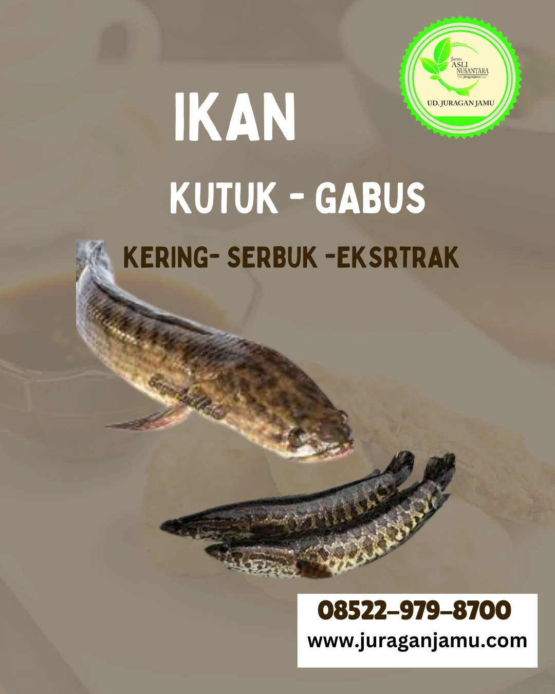 jual ikan gabus harga grosir