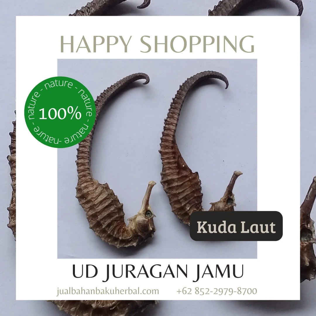 jual kuda laut kering eceran dan grosir