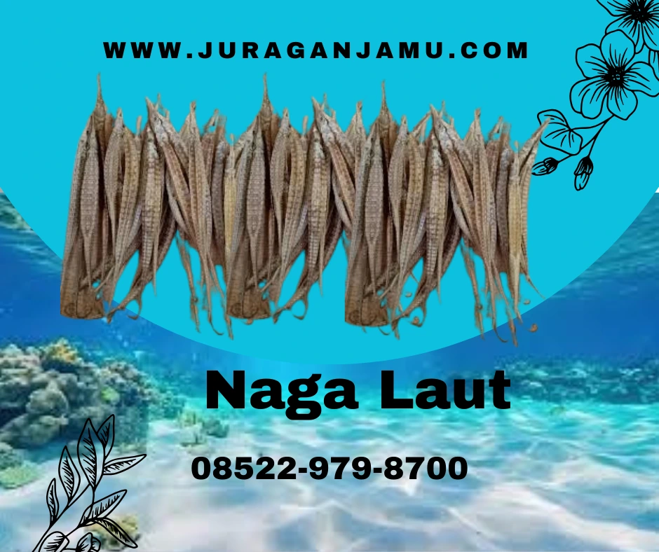 Jual Naga Laut Cung Hai Lung Jual Grosir di UD Juragan Jamu Jogja