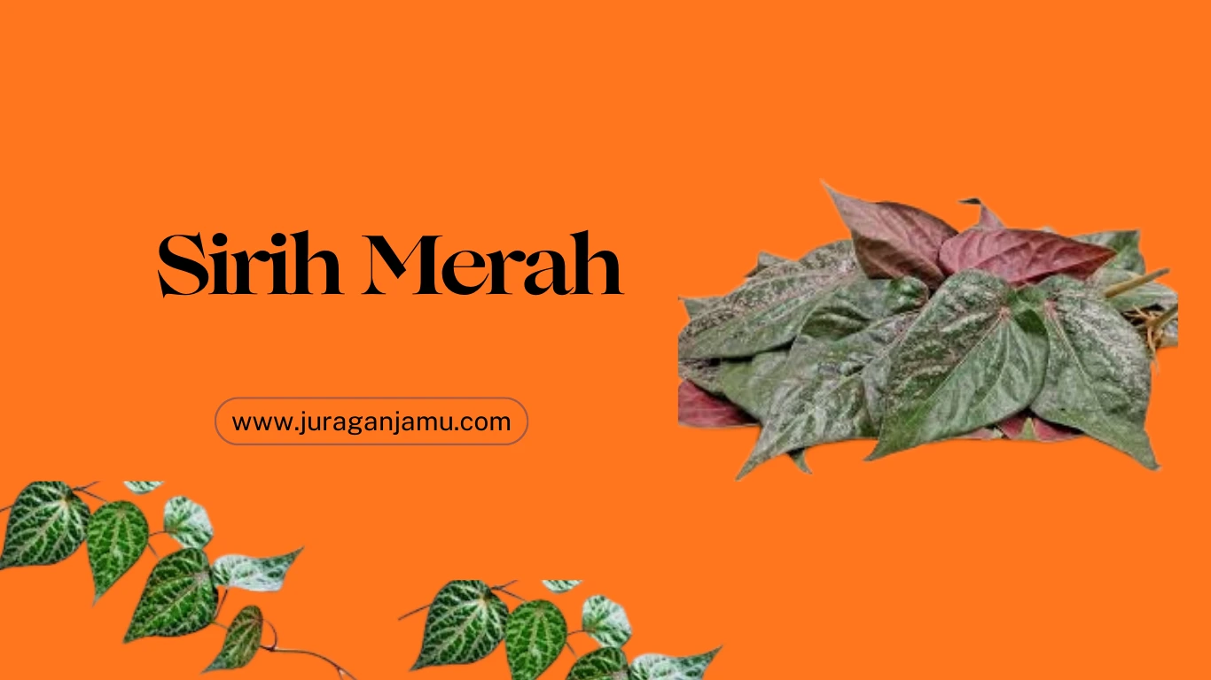 jual sirih merah kering eceran grosir