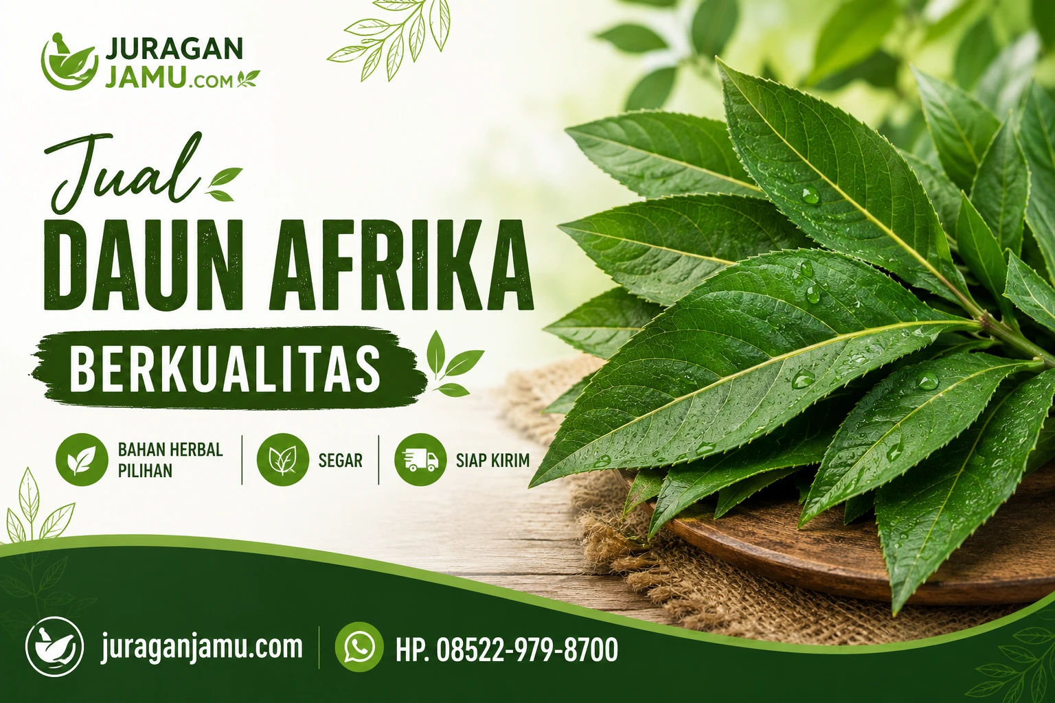 jual daun afrika kering