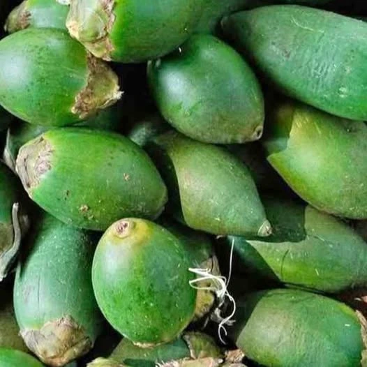 6 manfaat buah pinang