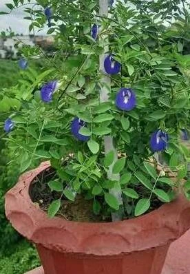 manfaat bunga telang