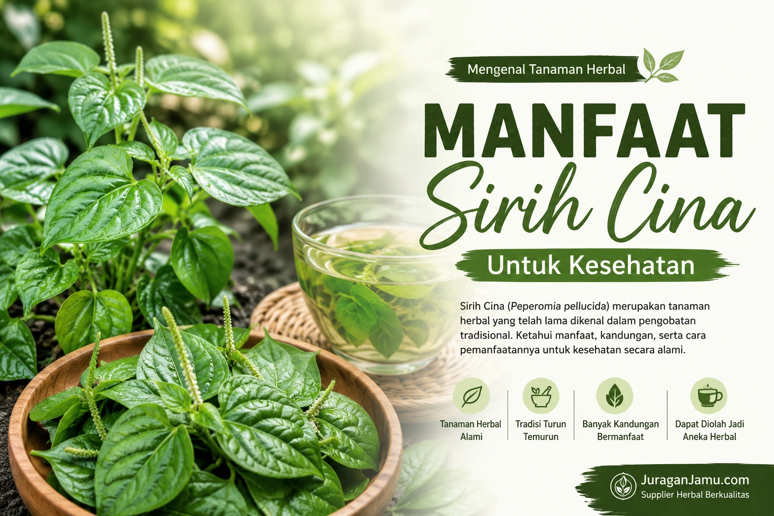 manfaat sirih cina untuk kesehatan