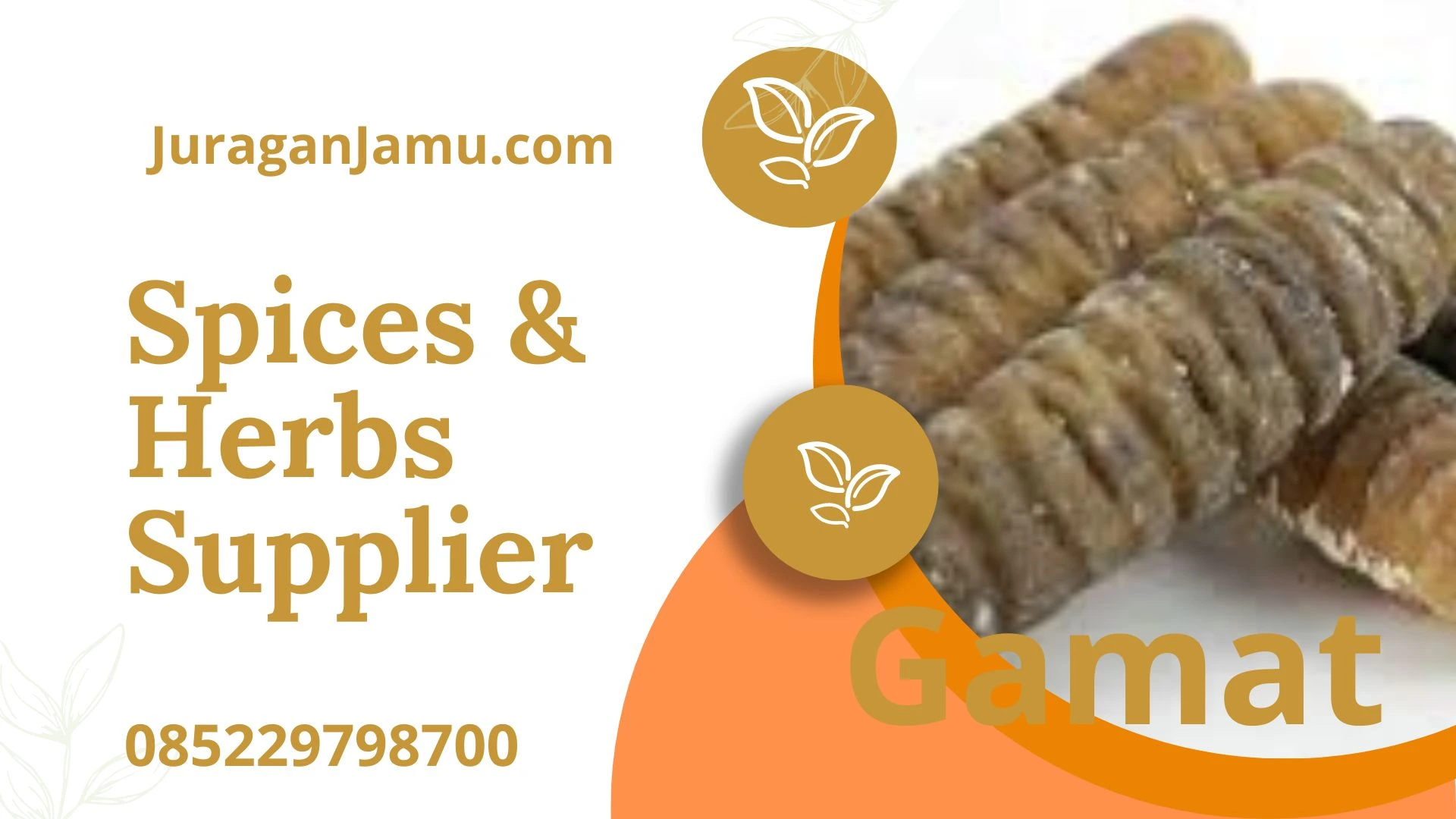 Manfaat Gamat Emas Untuk Kesehatan Ud Juragan Jamu Jogja