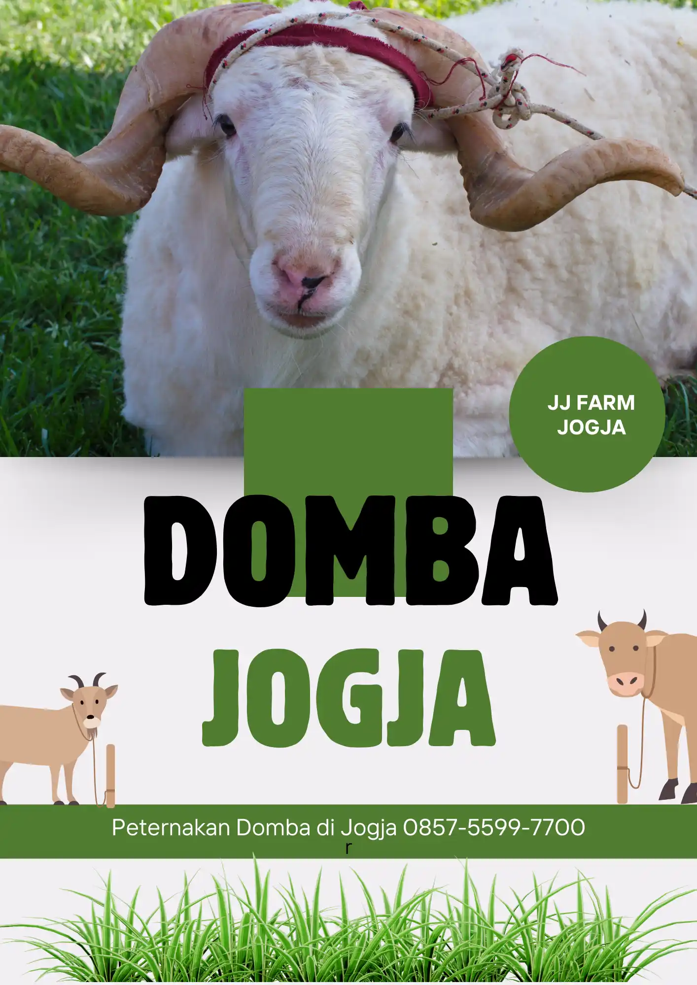 JJ Farm - Jual Domba Betina Bunting Di Jogja