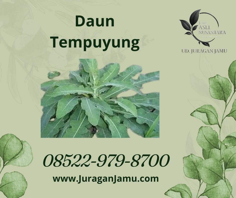ud juragan jamu jogja piloihan terbaik sebagai supplier daun tempuyung