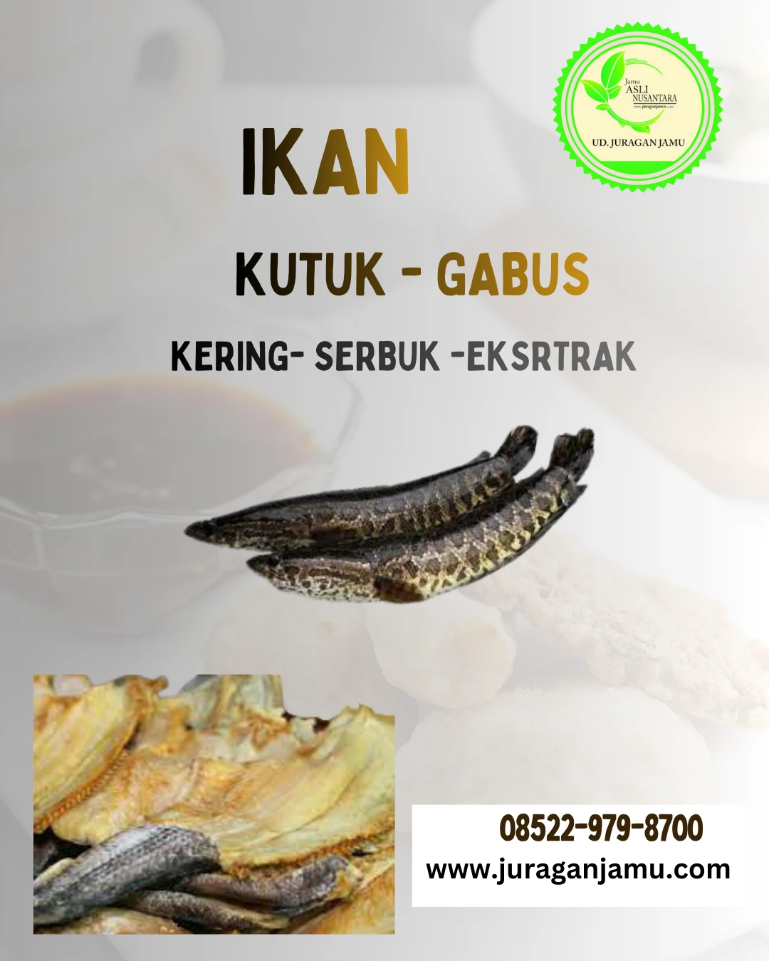 ekstrak ikan gabus