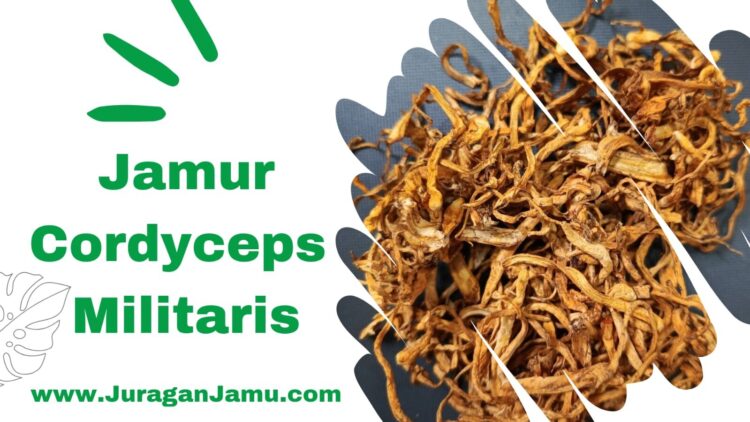 Jamur_Cordyceps_Tonik_Himalaya_Kuno_untuk_Meningkatkan_Vitalitas_ Grosir_di_UD_Juragan_Jamu_Jogja