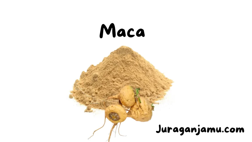 grosir maca powder terbaik 