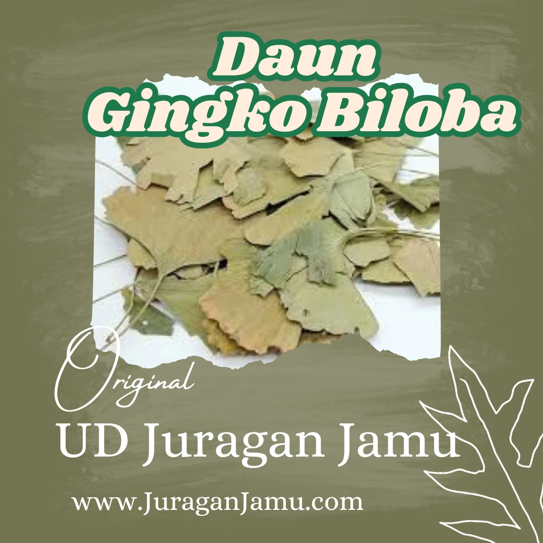 manfaat daun gingko biloba