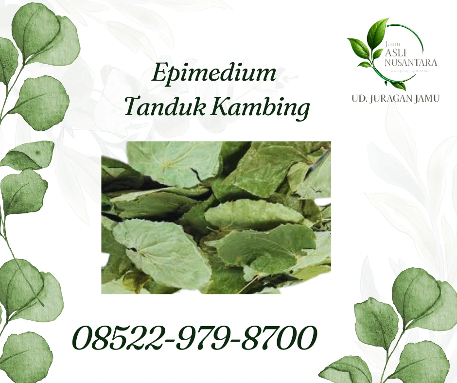 pusat-grosir-herbal-epimedium-tanduk-kambing-berkualitas-di-jogja