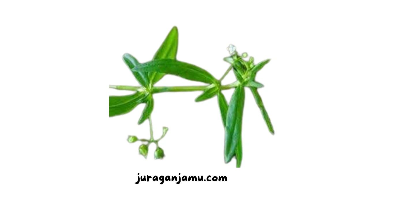 Manfaat Rumput Mutiara untuk Kesehatan