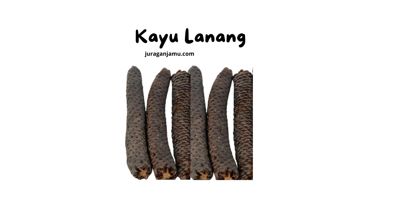 jual kayu lanang harga grosir