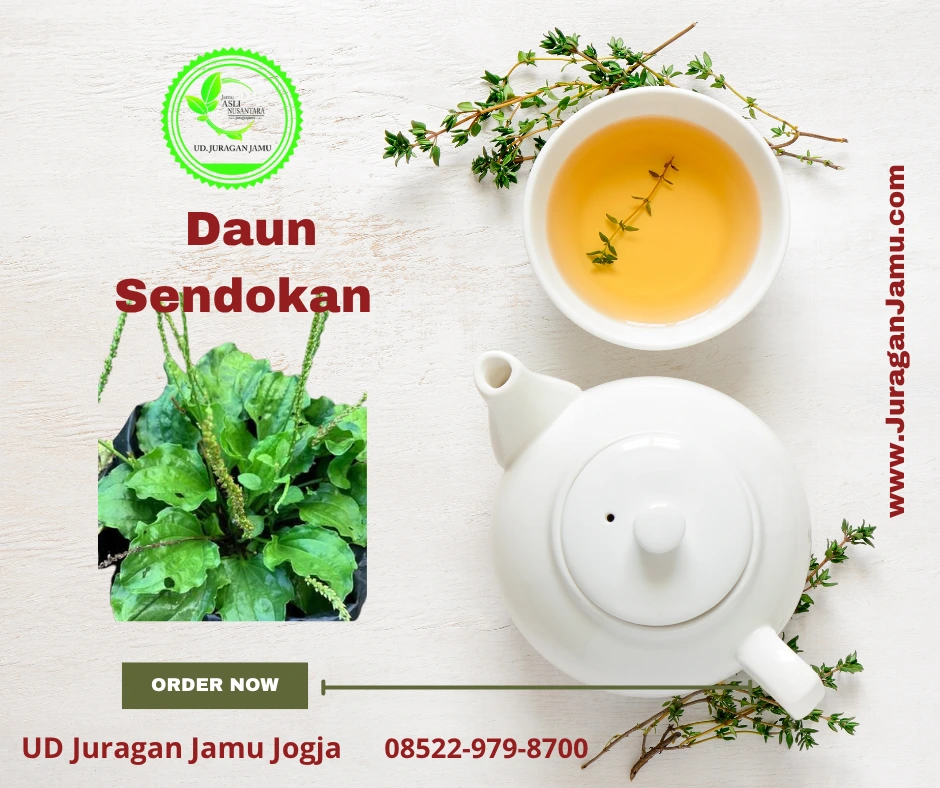 khasiat-daun-sendokan