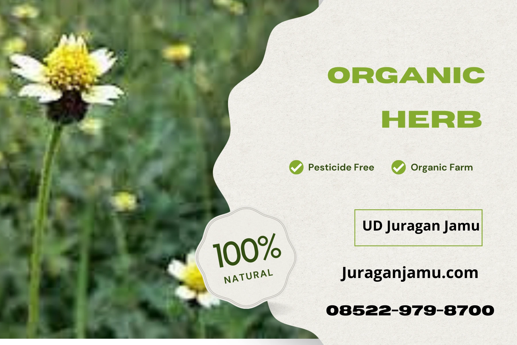 manfaat jamu untuk imun