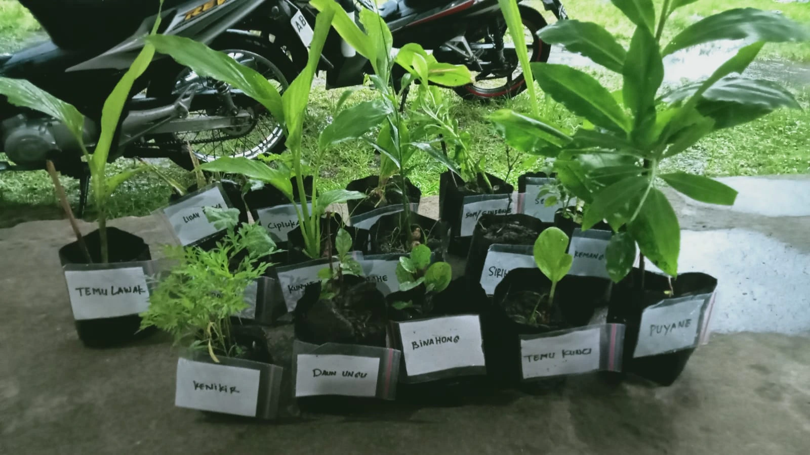 panduan budidaya tanaman herbal