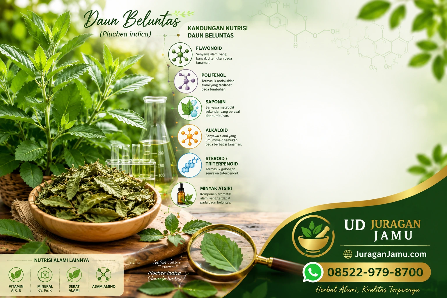 kandungan daun beluntas