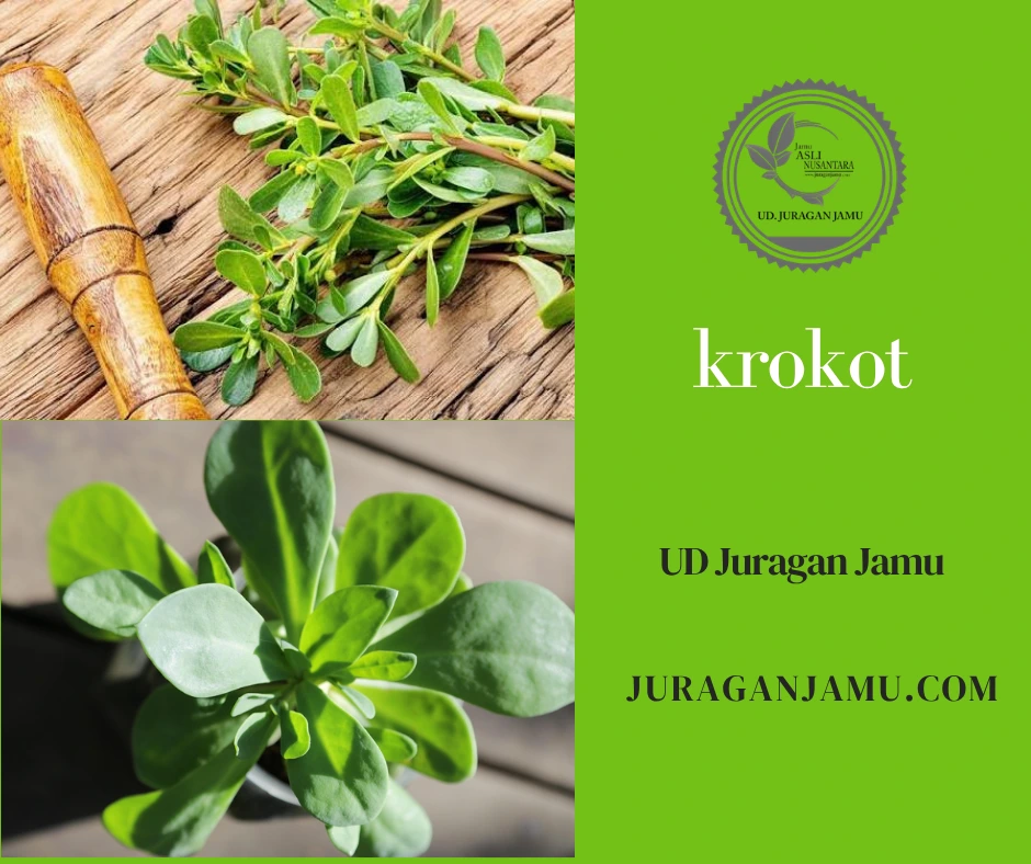 10 manfaat krokot