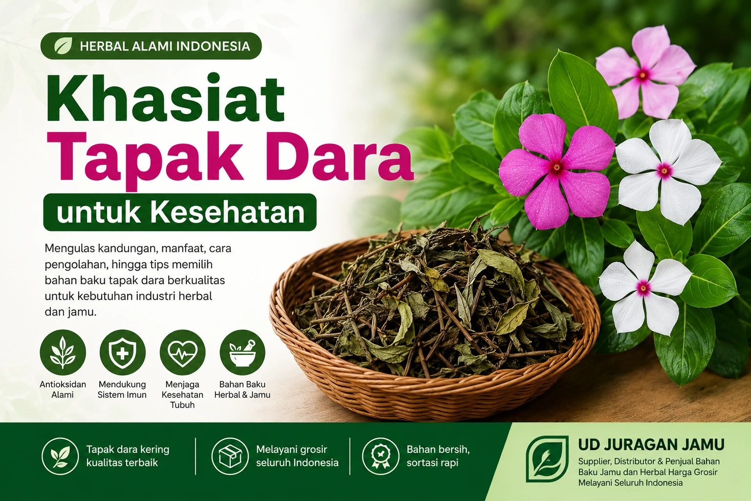 khasiat tapak dara untuk kesehatan