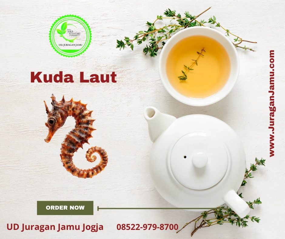 kuda laut kering